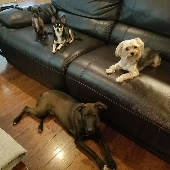 Meet the Posher and her babies!!! ❤ - Picture 2 of 4